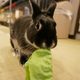 Image for article titled A Visit to Japan's Bunny Cafes